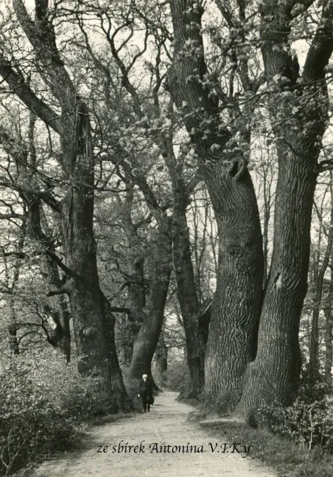 Tovačov, VF, prošlá 1961